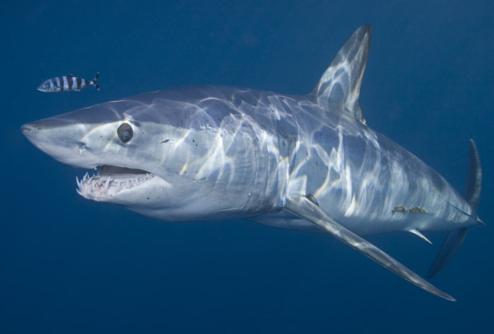 A up-close portrait of one of the ocean's most fearsome predators, a large mako shark