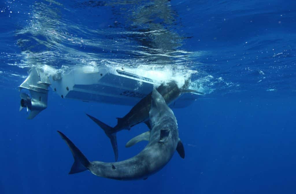 Shark Fishing - An Angler's Guide to Species: mako shark