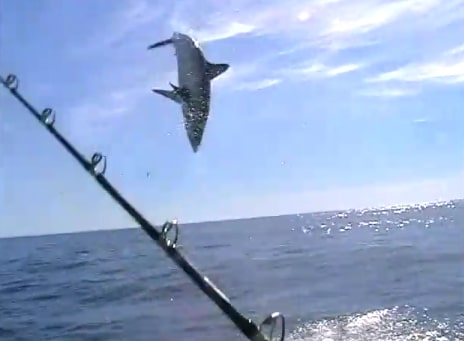 mako shark jumping