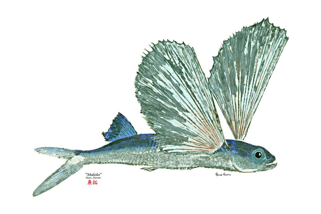 Gyotaku fish print of a flyingfish