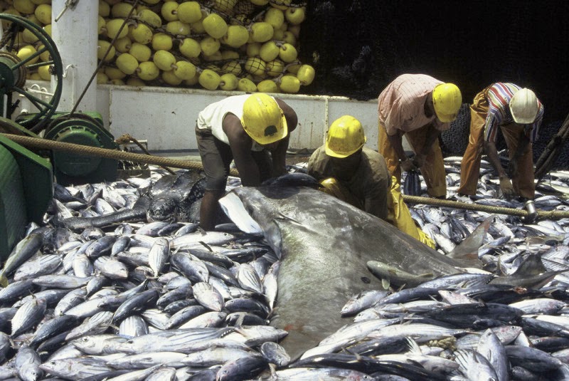 mantaraybycatch.oceana.jpg