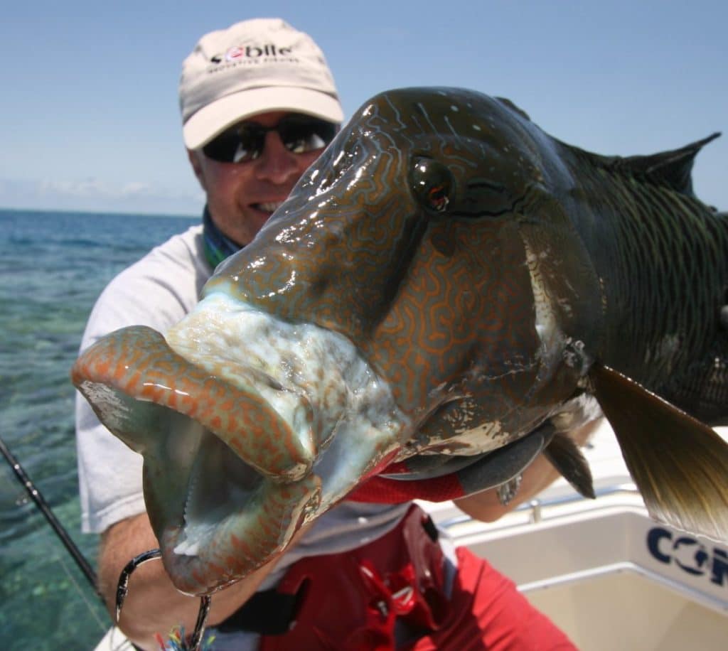 A humphead maori wrasse of modest proportions from Australia's Great Barrier Reef