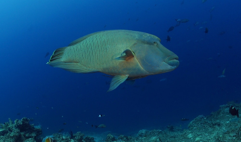 A massive humphead maori wrasse