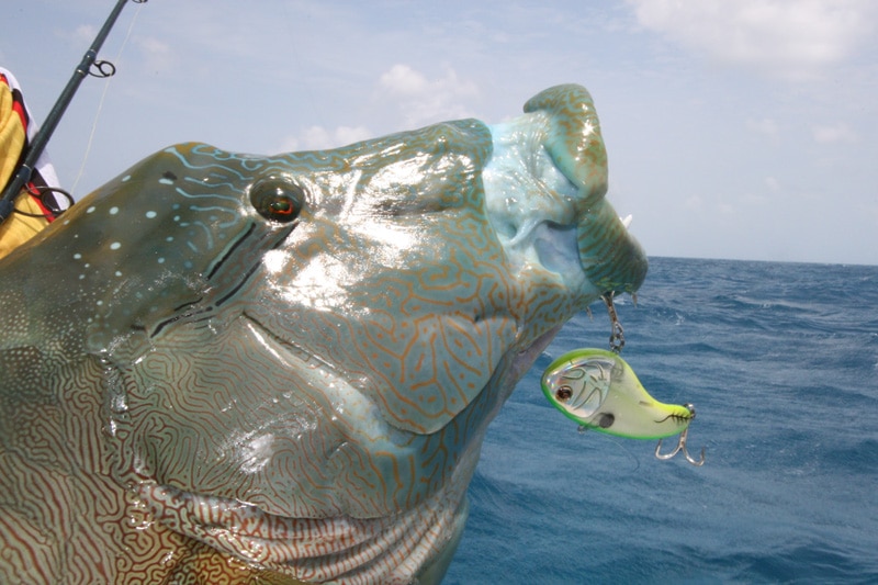 maori_wrasse_great_barrier_reef_australia.jpg