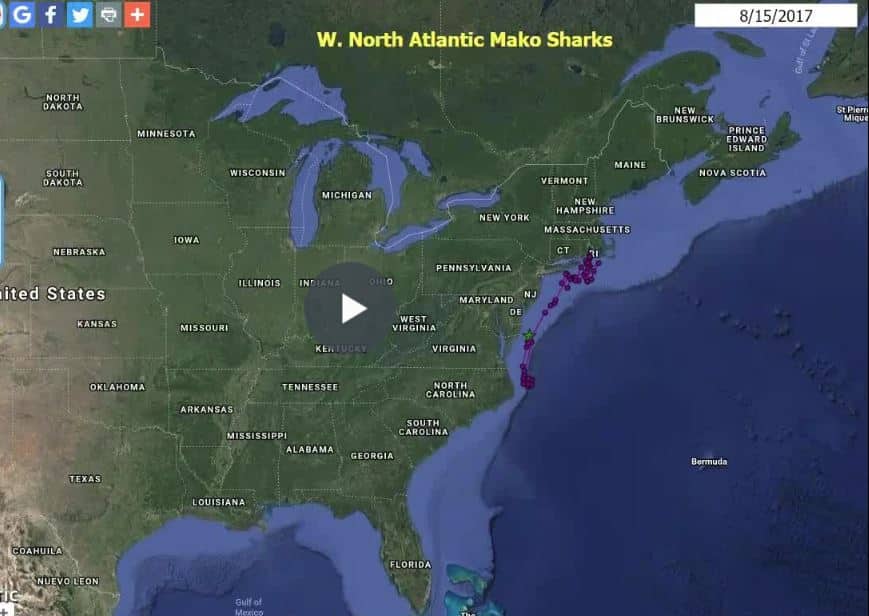 Mako Shark Joins the Snowbirds in Migrating Back Up North