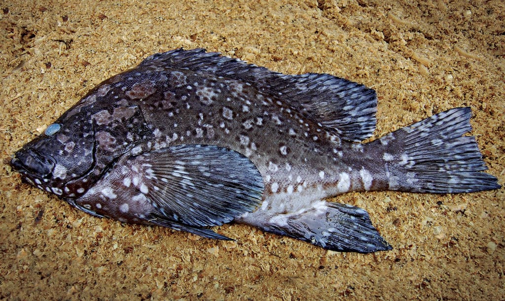 Marbled grouper