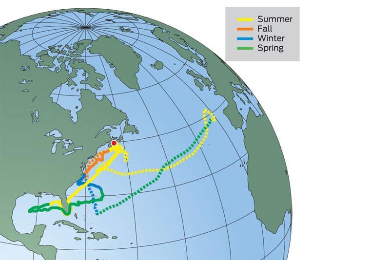 maritime-tuna-tracks.jpg