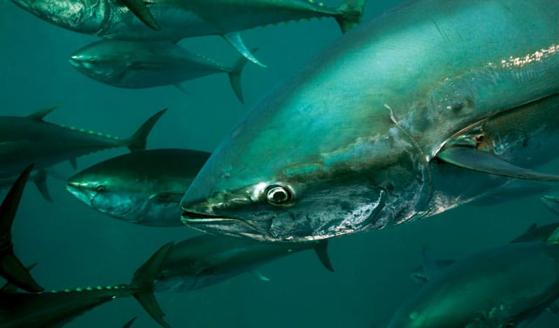 maritime-tuna-underwater.jpg