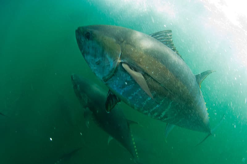 maritime-tuna-underwater2.jpg