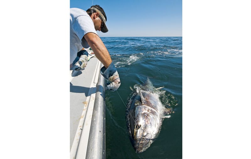 maritime-tuna-vert.jpg