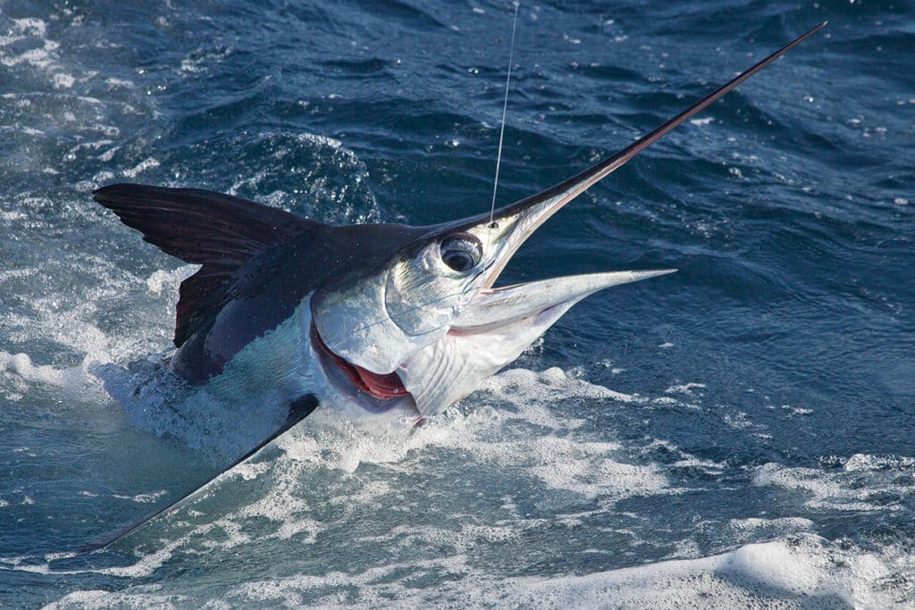 Fishing Deep Water for Billfish and Tuna