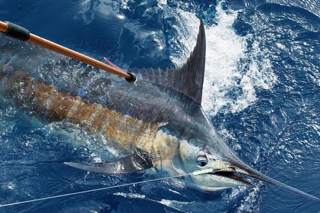 marlin billfish tagged with conventional tag