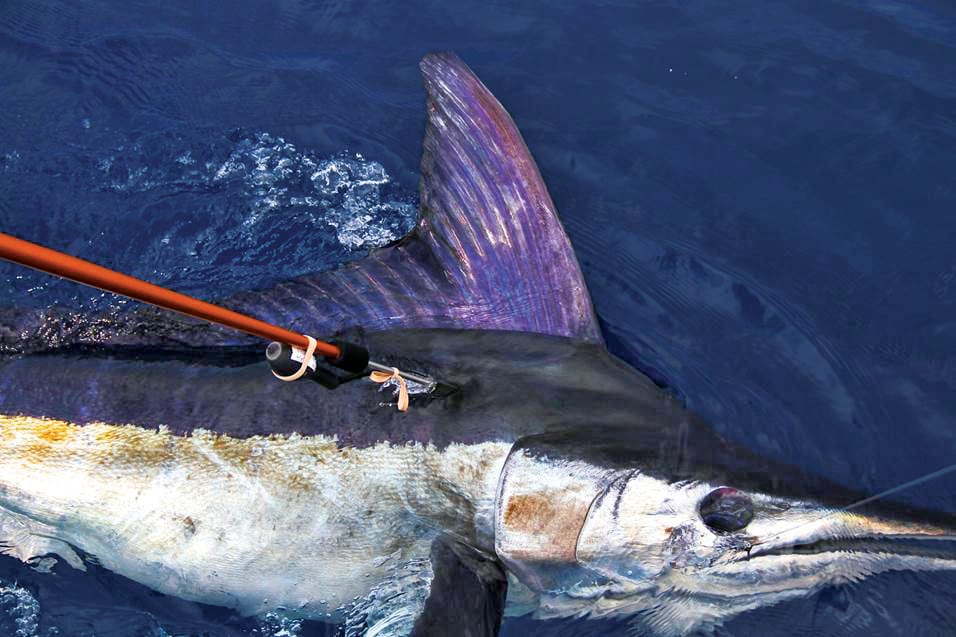 saltwater fishing anglers tagging a marlin billfish with temporary PSAT tag