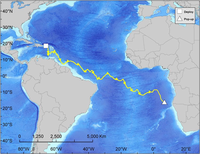 marlin race