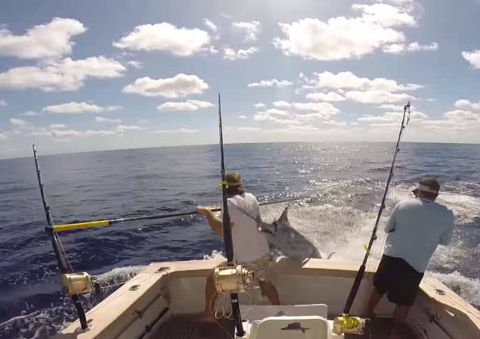 Marlin jumping into the cockpit of a fishing boat almost missing fishing angler