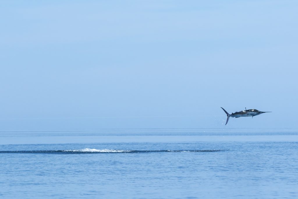 jumping striped marlin kayak fishing Baja’s Central Sea of Cortez