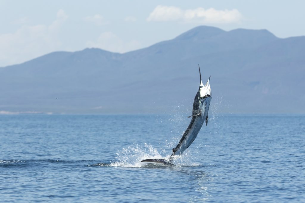 jumping striped marlin kayak fishing Baja’s Central Sea of Cortez