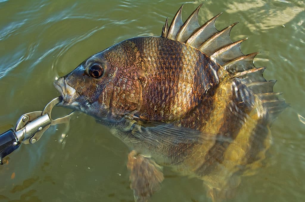 sheepshead catch