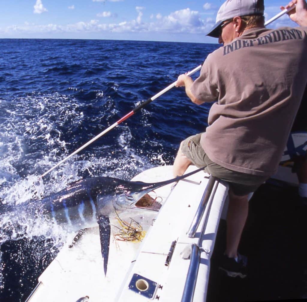 Striped marlin jumping into a fishing boat