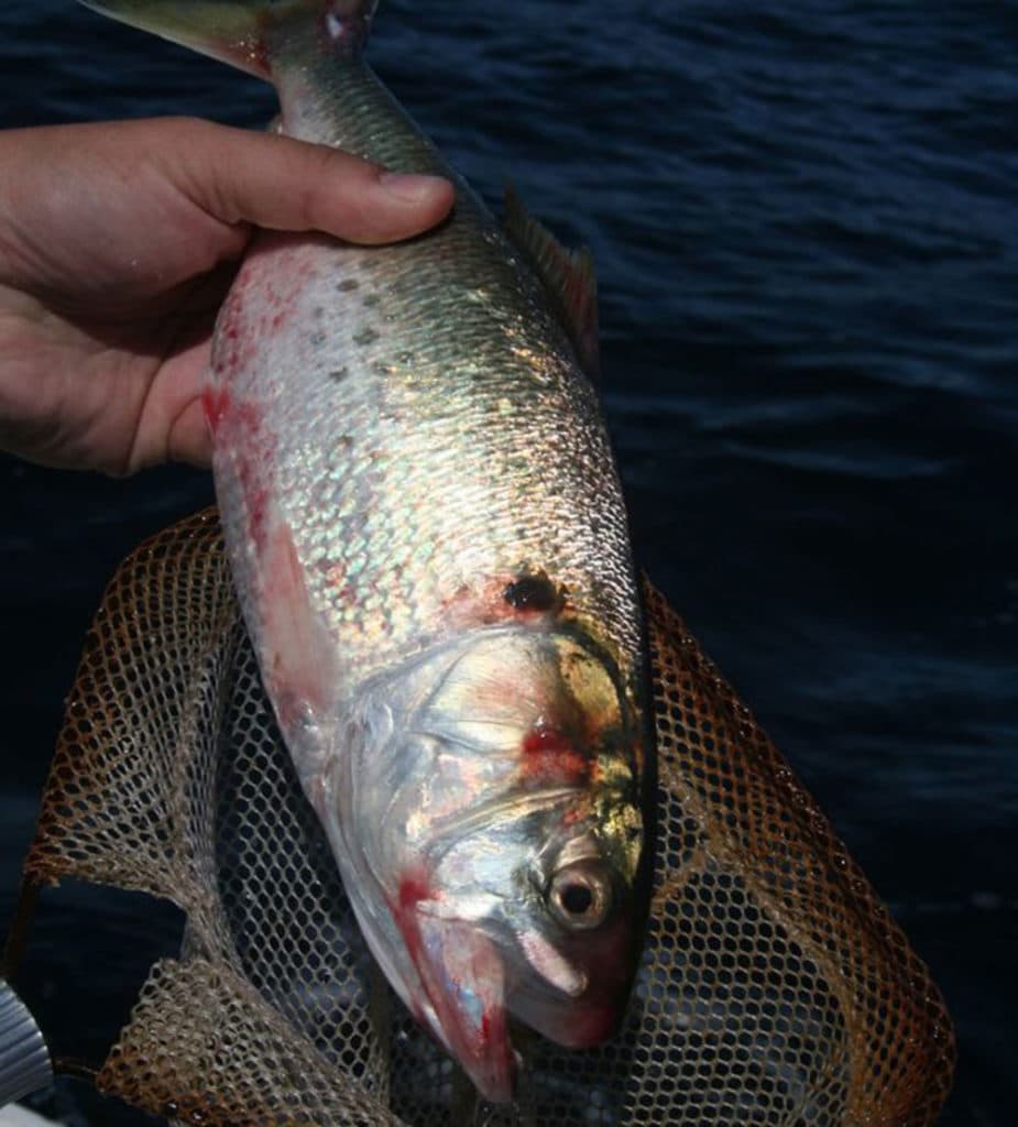 menhaden being held