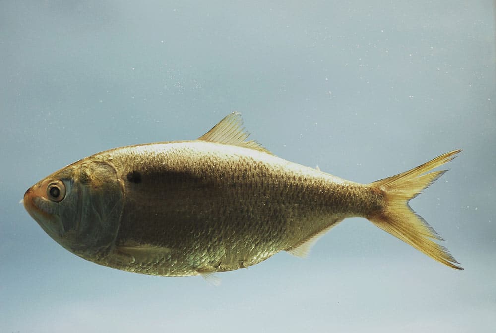 Menhaden baitfish