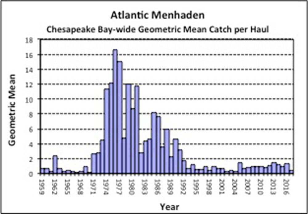 Chesapeake Menhaden Catch Per Haul Graphic