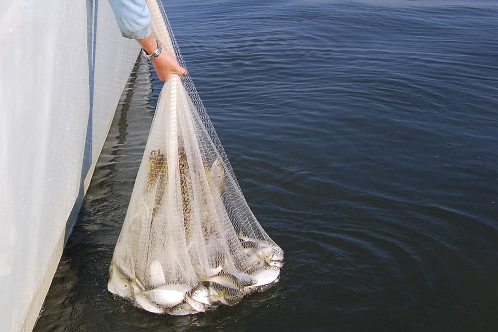 Castnetting Menhaden