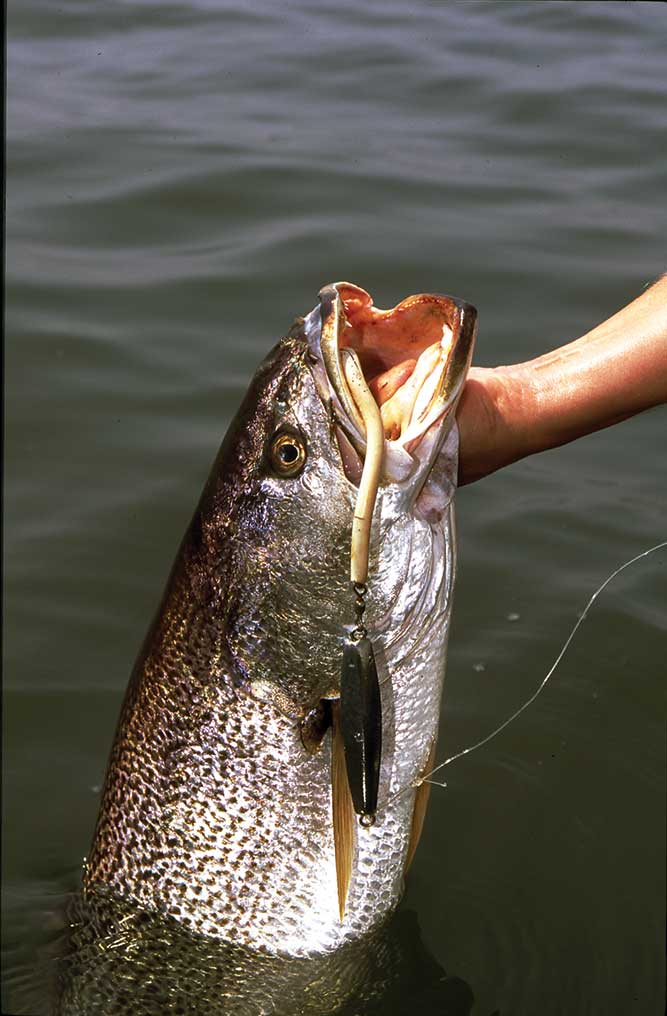 weakfish using metal jigs