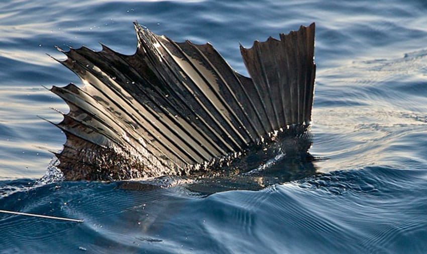 miami sailfish.jpg