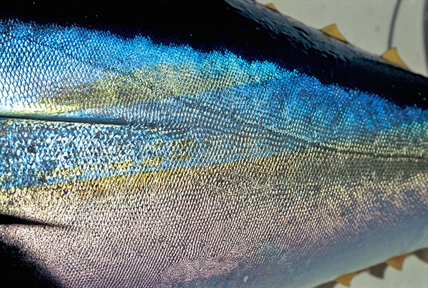 Yellowfin Tuna Fishing Photo