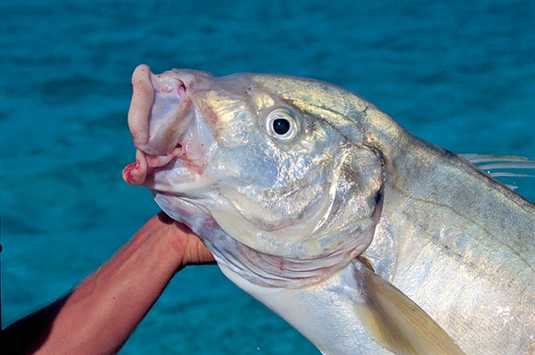 Trevally Fishing Photo Bludger