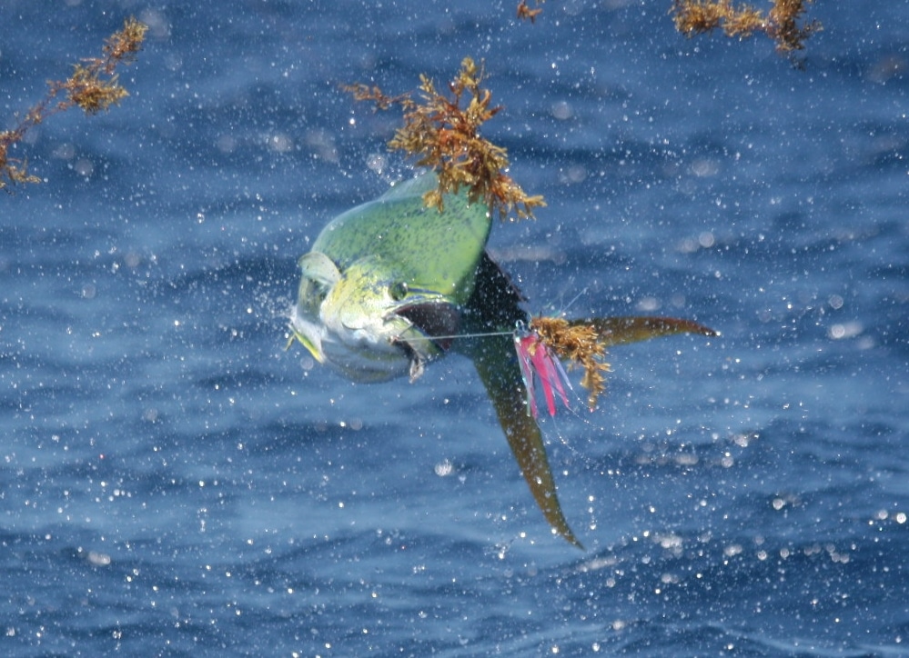 jumping mahi