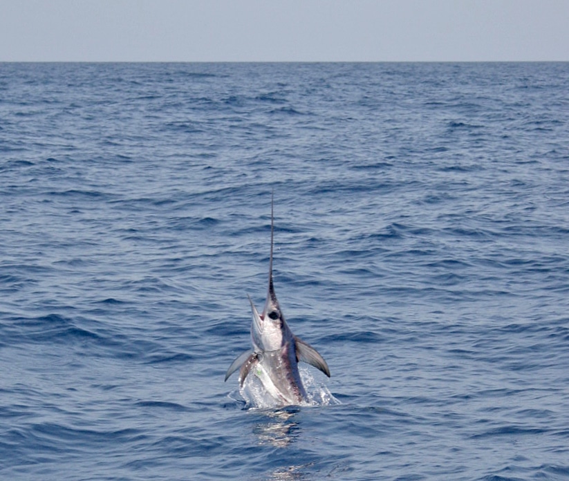 jumping swordfish in Atlantic Ocean