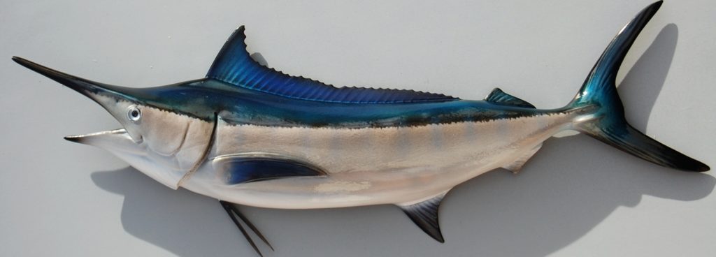 2016 Charter Captains of the Year from Sport Fishing Magazine-black marlin mount from King Sailfish