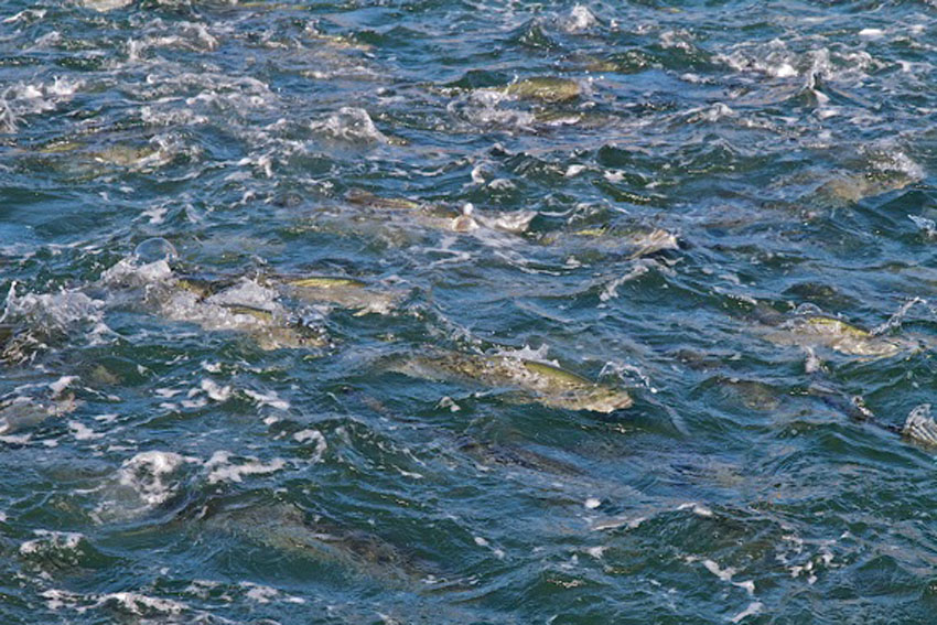 montauk striper blitz in october.jpg