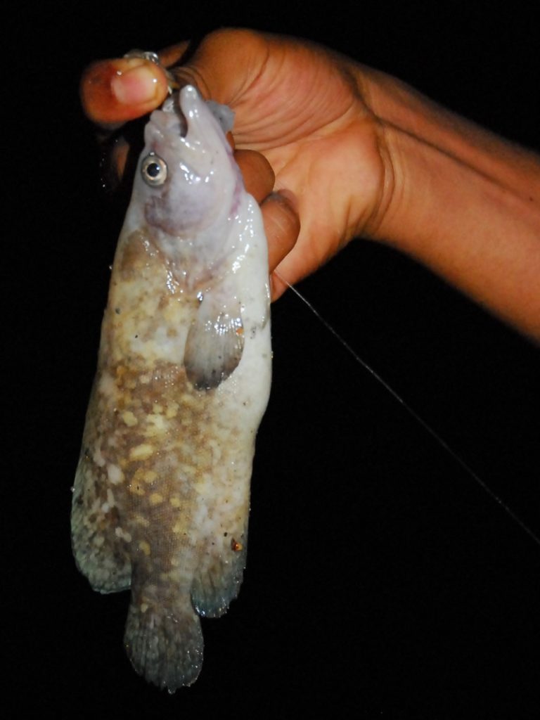 mottled soapfish 1.jpg