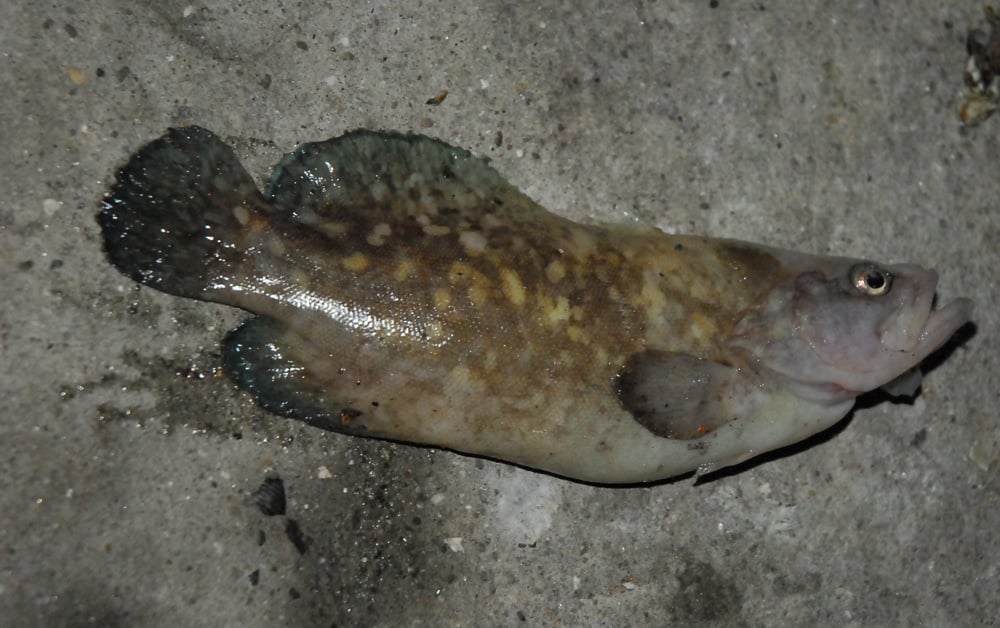mottled soapfish 2.jpg