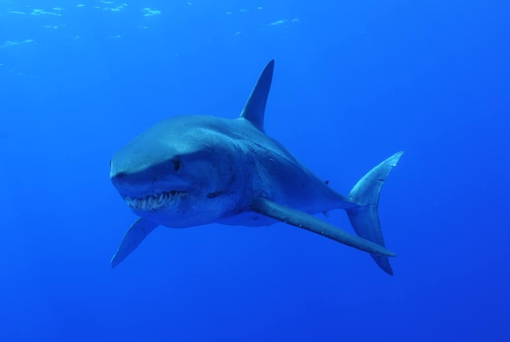 Mako Sharks Threatened With Extinction?