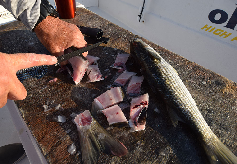 Mullet Chunks for Chum