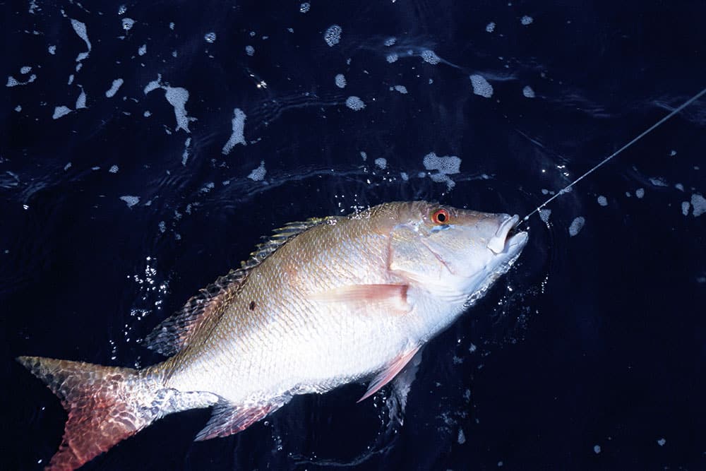 Mutton Snapper Fishing photo