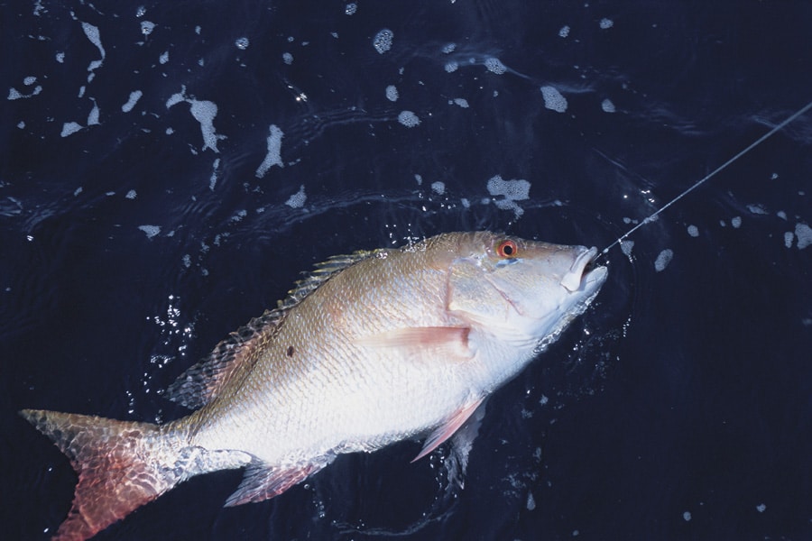 mutton_snapper_dry_tortugas_florida.jpg