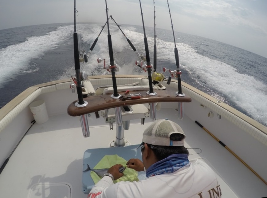 Accurate Valiant 400s and 500s proved excellent reels for Pacific sailfish