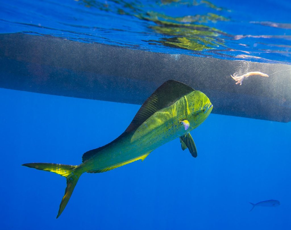 Mahi about to pounce on squid