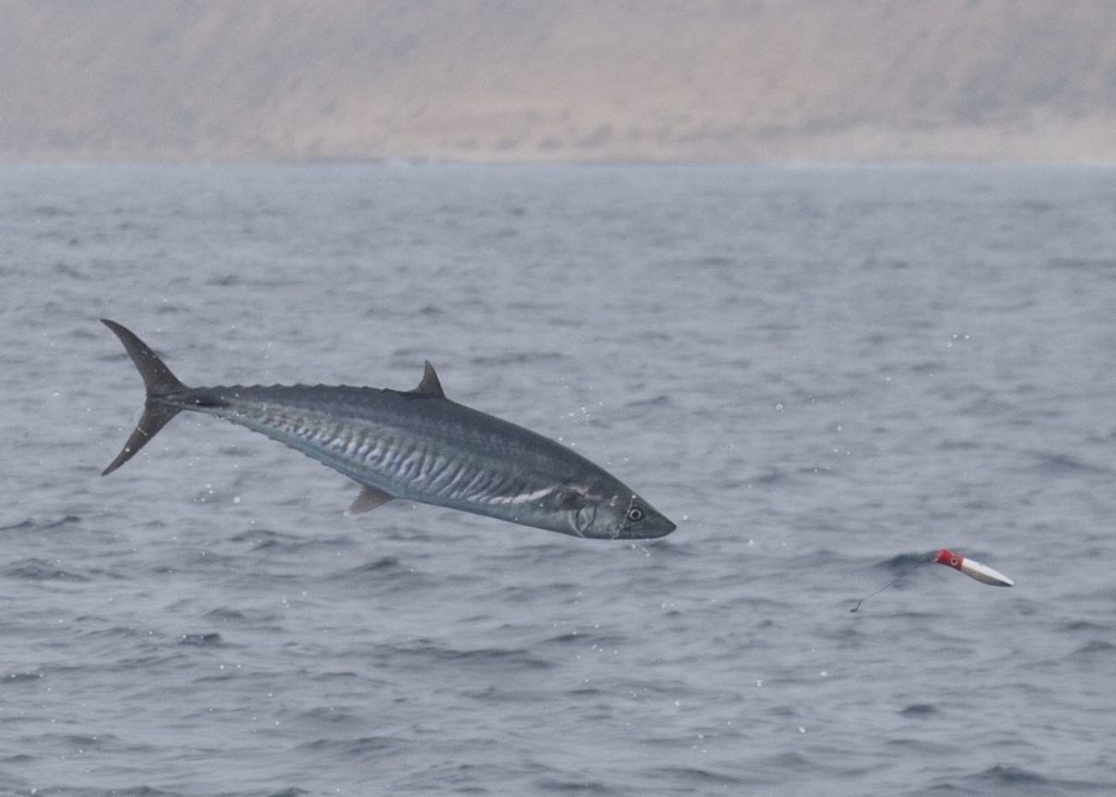 Soaring Mackerel: Unbelievable Leap Caught on Video