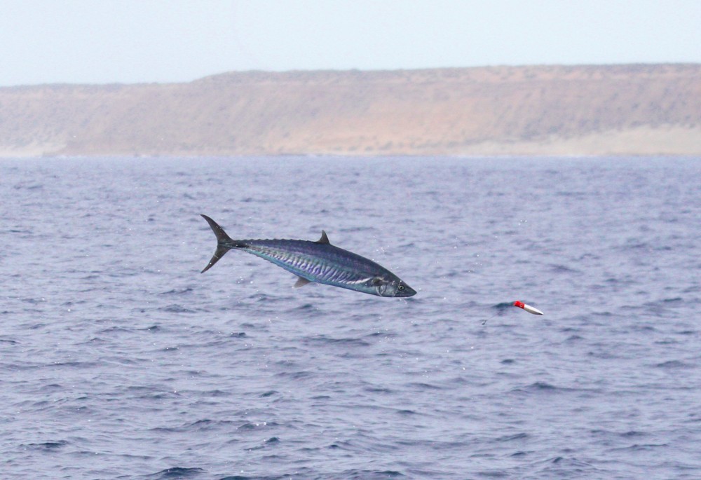 A narrowbarred mackerel takes to the air after a topwater lure
