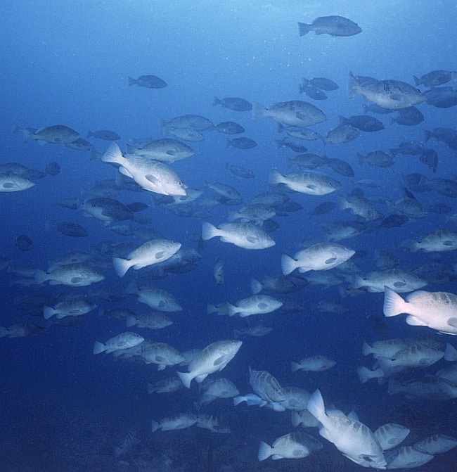 nassau grouper