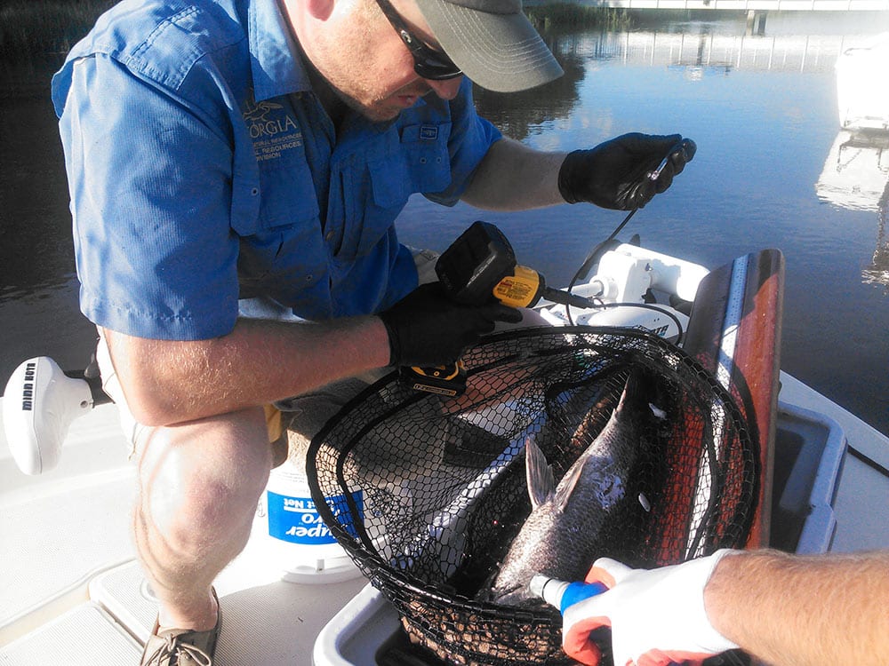 Tripletail Acoustic Tagging