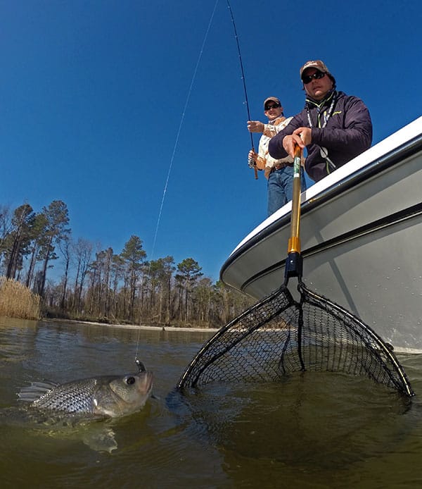 Striper Fishing in North Carolina Photo