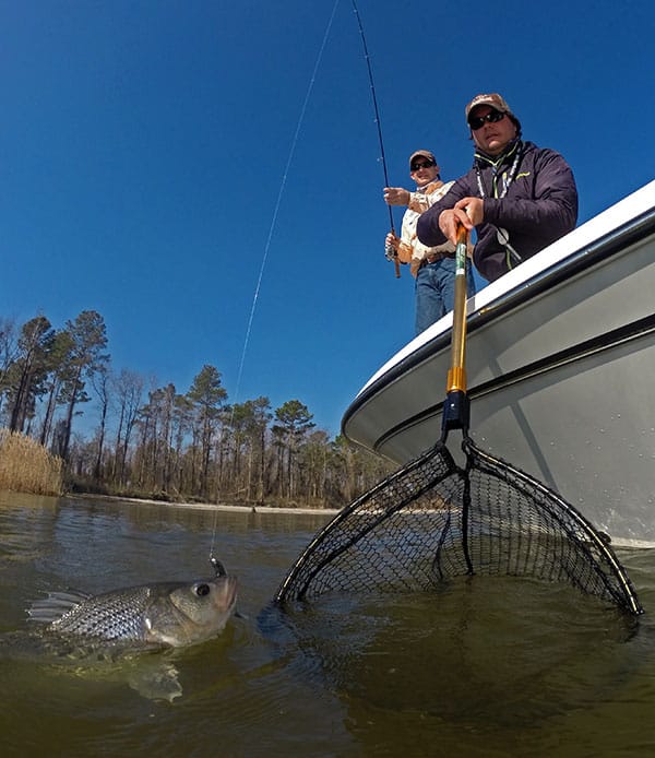 Striper Fishing in North Carolina Photo