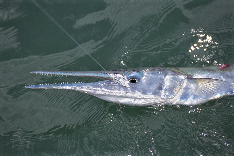 needlefish_gulf_of_mexico_florida.jpg